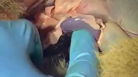 CHOLOEPUS DISSECTION W/ GI AND SPLEEN